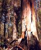 Mountain Ash