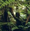 Sclerophyll Forest