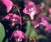 Pink Rock Orchid