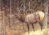 [Carl Brenders - Wildlife Paintings] A Hunter's Dream (Elk)