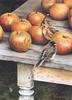 [Carl Brenders - Wildlife Paintings] Apple Harvest (American Robin)