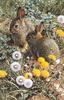 [Carl Brenders - Wildlife Paintings] Colorful Playground (Rabbits)