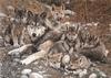 [Carl Brenders - Wildlife Paintings] Den Mother (Gray Wolves)