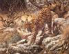[Carl Brenders - Wildlife Paintings] Ghostly Quiet (Bobcat)