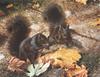 [Carl Brenders - Wildlife Paintings] Northern Cousins (Black Squirrels)