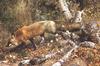 [Carl Brenders - Wildlife Paintings] Pathfinder (Red Fox)