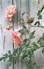[Carl Brenders - Wildlife Paintings] Summer Roses (Wren)
