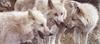 [Carl Brenders - Wildlife Paintings] Tundra Summit (Arctic Wolves)