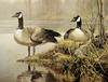 [Robert Bateman] Nesting Canada Geese