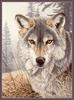 [CameoRose scan - Al Agnew] Gray Wolf