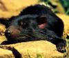 [CPerrien Scan] Australian Native Animals 2002 Calendar - Tasmanian Devil