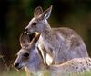 ...alendar - Eastern Grey Kangaroo - - Eastern gray kangaroo (Macropus giganteus)