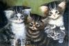 [EndLiss scan - Animal Art] C. Wilson - Four Kittens