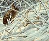 [EndLiss scans - Wildlife Art] Robert Bateman - In the Briar Patch - Cottontail Rabbit