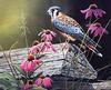 [EndLiss scans - Wildlife Art] Susan Bourdet - Kestrel & Coneflowers