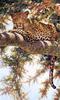 [EndLiss scans - Wildlife Art] Guy Coheleach - Eye to Eye (Jaguar)