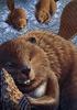 [EndLiss scans - Wildlife Art] Richard Cowdrey - Beaver Lullaby