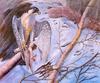 [EndLiss scans - Wildlife Art] Rodrigo Pedralba - Survival (Falcon)