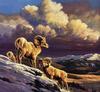 [EndLiss scans - Wildlife Art] Jocelyn Lillpot Russell - Storm Warning (Bighorns)