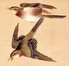 [EndLiss scans - Wildlife Art] Okamoto Shuki - Bush Warblers