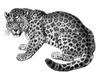 [CPerrien Scans CD02 - Animals(Pen Drawing)] Jaguar