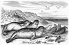 [CPerrien Scans CD02 - Animals(Pen Drawing)] Seals
