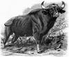 [CPerrien Scans CD02 - Animals(Pen Drawing)] Water Buffalo