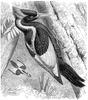 [CPerrien Scans CD02 - Animals(Pen Drawing)] woodpecker