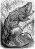 [CPerrien Scans CD02 - Animals(Pen Drawing)] iguana