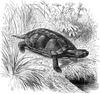 [CPerrien Scans CD02 - Animals(Pen Drawing)] turtle