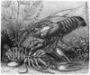 [CPerrien Scans CD02 - Animals(Pen Drawing)] crayfish