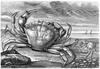 [CPerrien Scans CD02 - Animals(Pen Drawing)] crab