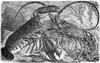 [CPerrien Scans CD02 - Animals(Pen Drawing)] lobsters