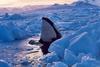 [achAT-scans] Antarctic - Killer Whale