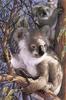 [Elon Animal Scans] Painted by Diane Garrick Scholze, Out On A Limb (Koalas)
