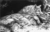 [Elon Animal Scans] Painted by John Seerey-Lester, Arctic Wolf Pups