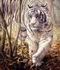 [Elon Animal Scans] Painted by John Seerey-Lester, Softly Softly, White Tiger