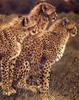 [Elon Animal Scans] Painted by Victoria Wilson-Schultz, Princes Of The Serengeti (Cheetahs)