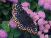 [GrayCreek Scans - 2002 Calendar] Butterflies - Baltimore Checkerspot