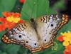 [GrayCreek Scans - 2002 Calendar] Butterflies - White Peacock Butterfly