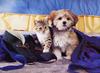 [GrayCreek Scans - 2002 Calendar] Puppies & Kittens