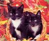 [GrayCreek Scans - 2002 Calendar] Kittens