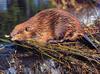 [GrayCreek Scans - 2002 Calendar] Northwoods Wildlife - Beaver