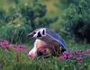 [GrayCreek Scans - 2002 Calendar] Northwoods Wildlife - American Badger