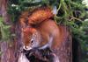 [GrayCreek Scans - 2002 Calendar] Northwoods Wildlife - Red Squirrel