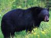 [GrayCreek Scans - 2002 Calendar] Northwoods Wildlife - American Black Bear