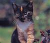 [GrayCreek Scans - 2003 Calendar] Kittens