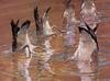 [FlowerChild scans - Wildlife-Birds] Painted by David Rankin, Bottoms Up (dipping ducks)