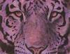 [FlowerChild scans] Painted by Arthur Wilson, Emotion (Big Cat's eyes)
