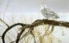 [FlowerChild scans] Painted by Robert Bateman, Fallen Willow - Snowy Owl